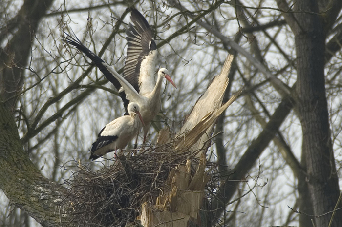 25.jpg - Ooievaar op nest (White Stork, Ciconia ciconia). Donkmeer, Berlare. 31/03/2007. Copyright: Joris Everaert. Nikon D70, Nikon AF-S ED 300mm f4 + 1.4 teleconverter